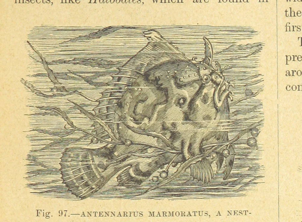 An illustration from Our Earth and its Story: a popular treatise on physical geography. Edited by R. Brown. With ... coloured plates and maps, etc, 1899, leaf 135