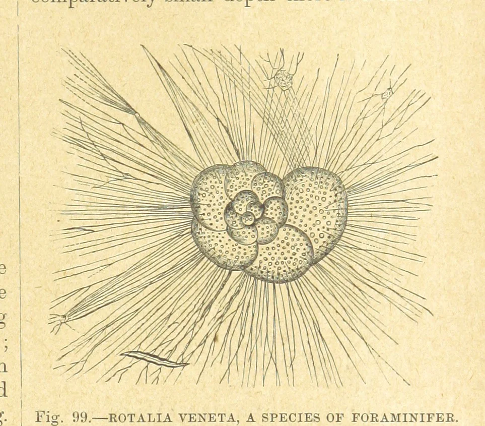 An illustration from Our Earth and its Story: a popular treatise on physical geography. Edited by R. Brown. With ... coloured plates and maps, etc, 1899, leaf 135