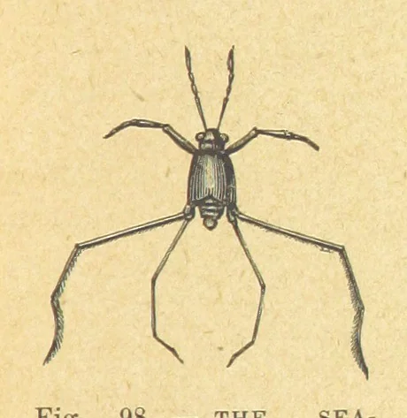 An illustration from Our Earth and its Story: a popular treatise on physical geography. Edited by R. Brown. With ... coloured plates and maps, etc, 1899, leaf 135