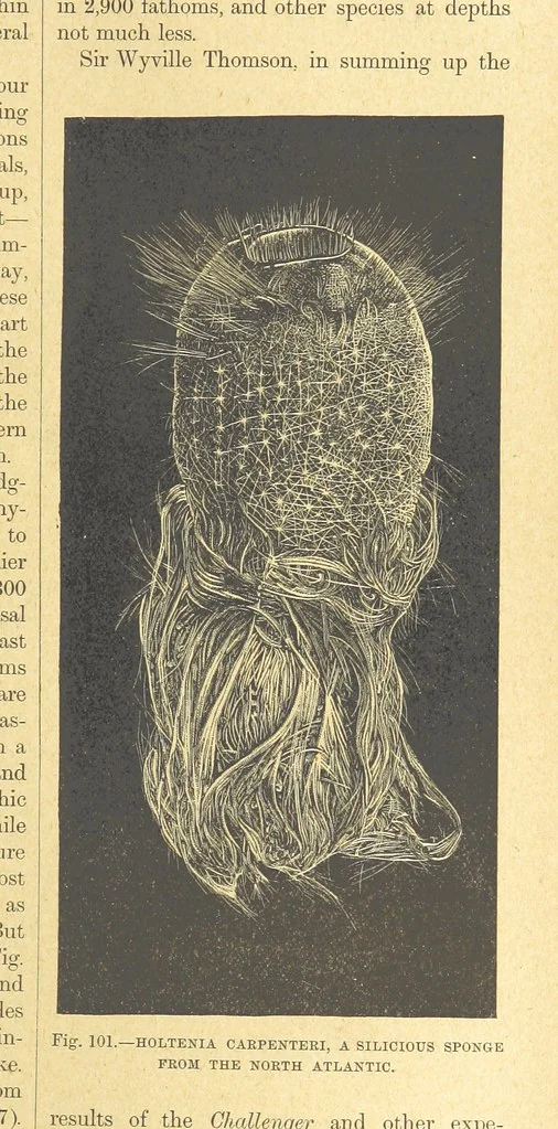 An illustration from Our Earth and its Story: a popular treatise on physical geography. Edited by R. Brown. With ... coloured plates and maps, etc, 1899, leaf 137