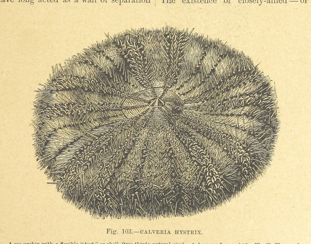 An illustration from Our Earth and its Story: a popular treatise on physical geography. Edited by R. Brown. With ... coloured plates and maps, etc, 1899, leaf 139