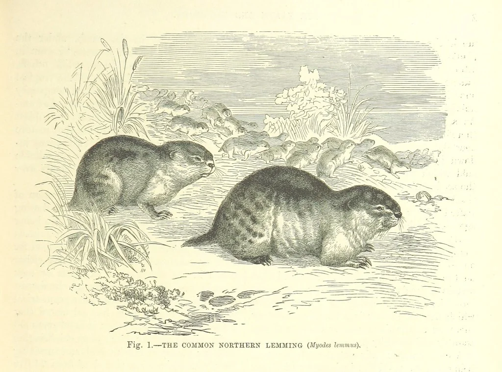 An illustration from Our Earth and its Story: a popular treatise on physical geography. Edited by R. Brown. With ... coloured plates and maps, etc, 1899, leaf 17
