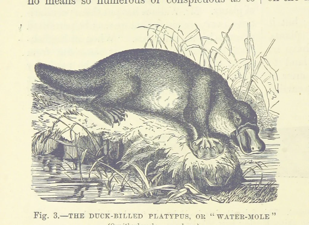 An illustration from Our Earth and its Story: a popular treatise on physical geography. Edited by R. Brown. With ... coloured plates and maps, etc, 1899, leaf 20