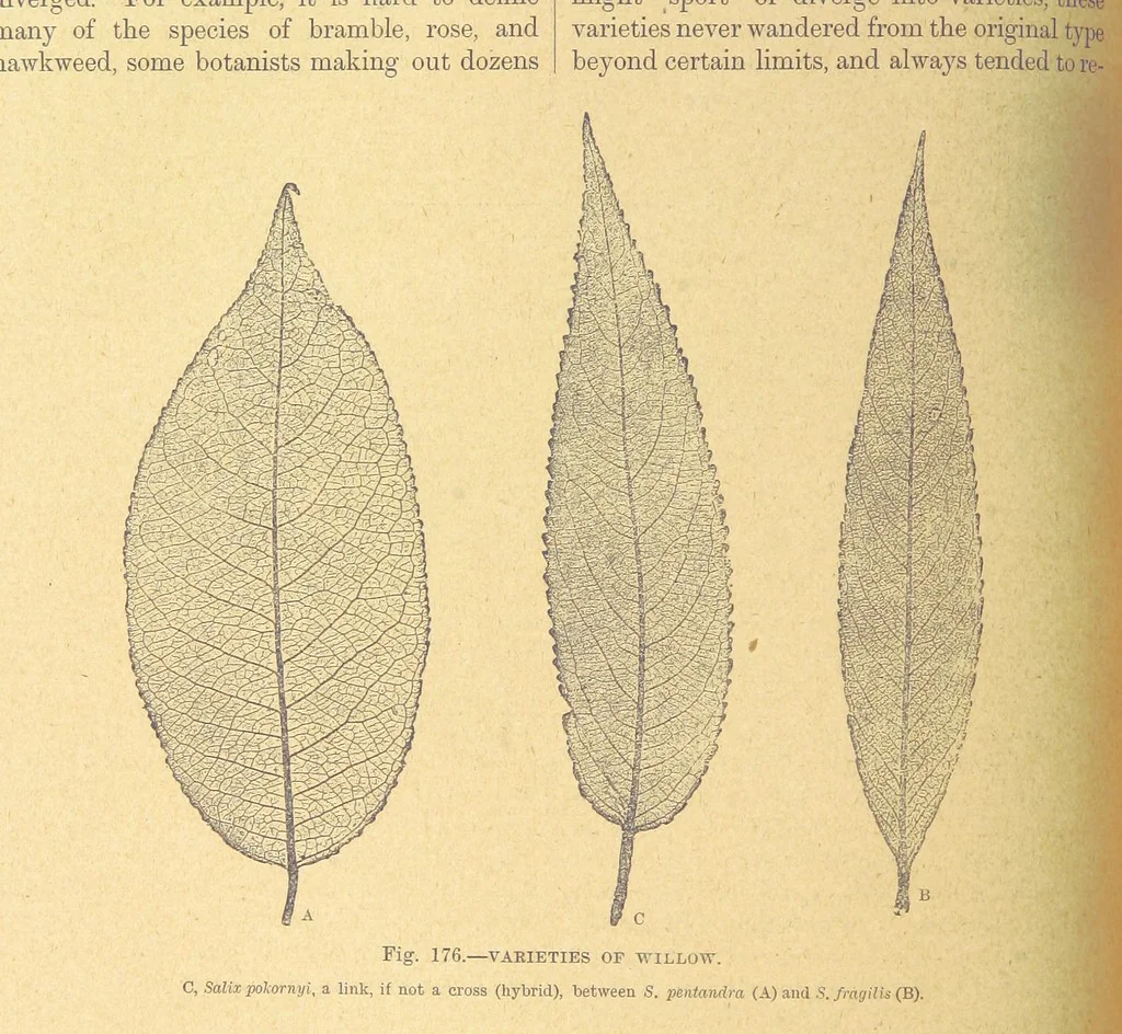 An illustration from Our Earth and its Story: a popular treatise on physical geography. Edited by R. Brown. With ... coloured plates and maps, etc, 1899, leaf 204
