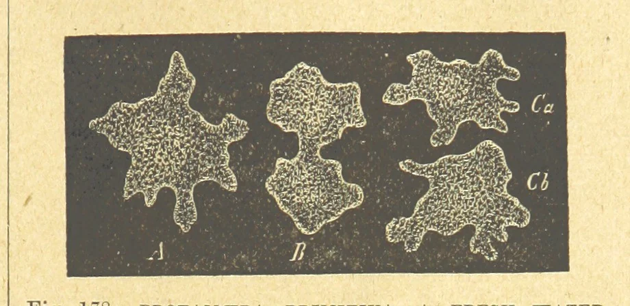An illustration from Our Earth and its Story: a popular treatise on physical geography. Edited by R. Brown. With ... coloured plates and maps, etc, 1899, leaf 205