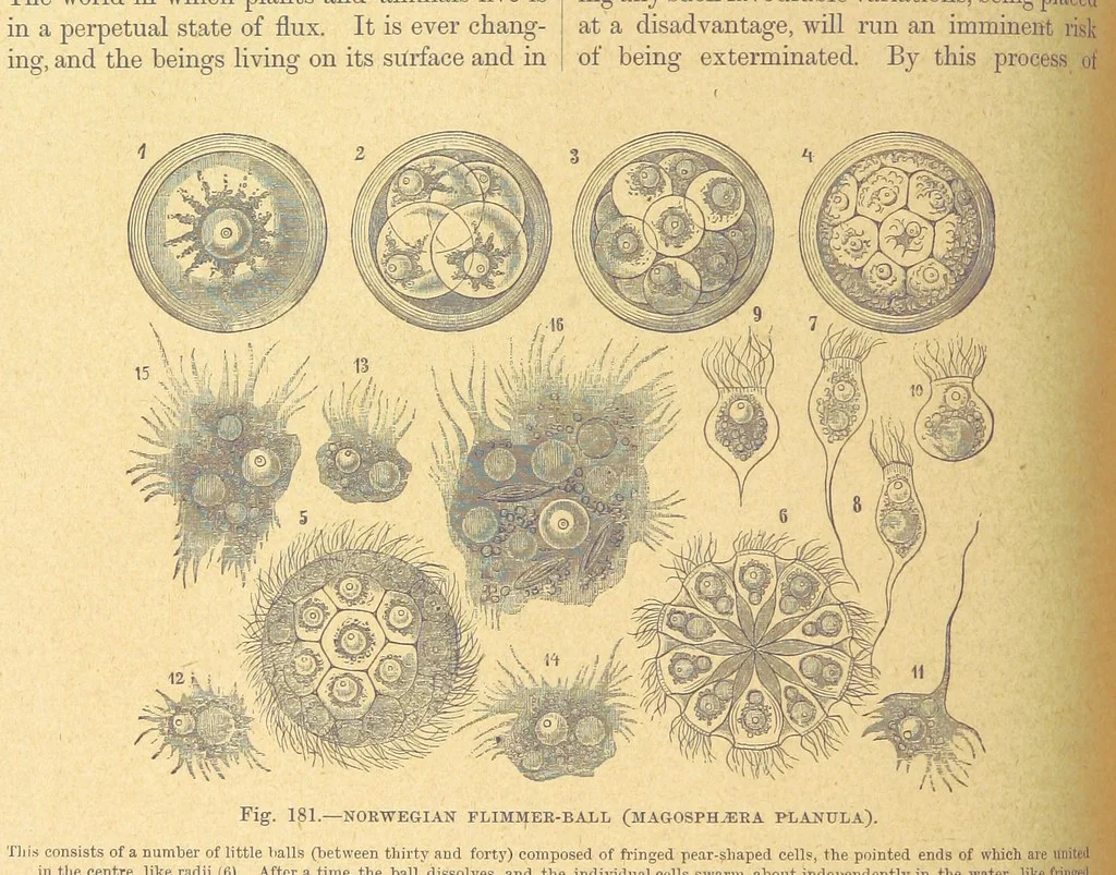 An illustration from Our Earth and its Story: a popular treatise on physical geography. Edited by R. Brown. With ... coloured plates and maps, etc, 1899, leaf 208