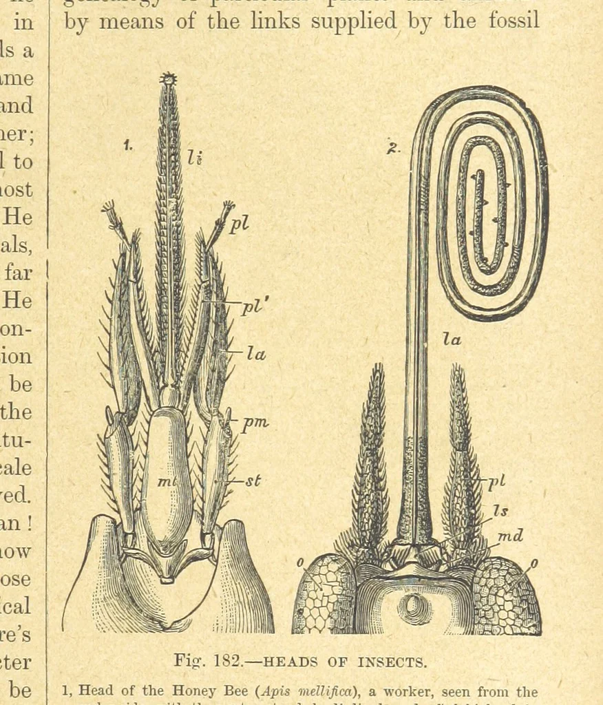 An illustration from Our Earth and its Story: a popular treatise on physical geography. Edited by R. Brown. With ... coloured plates and maps, etc, 1899, leaf 209