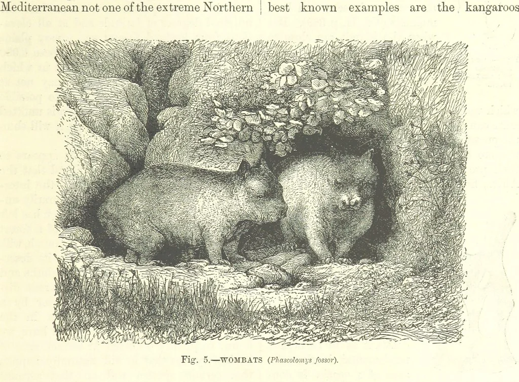 An illustration from Our Earth and its Story: a popular treatise on physical geography. Edited by R. Brown. With ... coloured plates and maps, etc, 1899, leaf 21