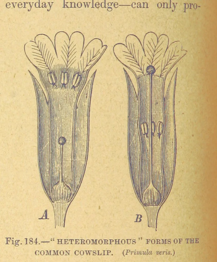An illustration from Our Earth and its Story: a popular treatise on physical geography. Edited by R. Brown. With ... coloured plates and maps, etc, 1899, leaf 210