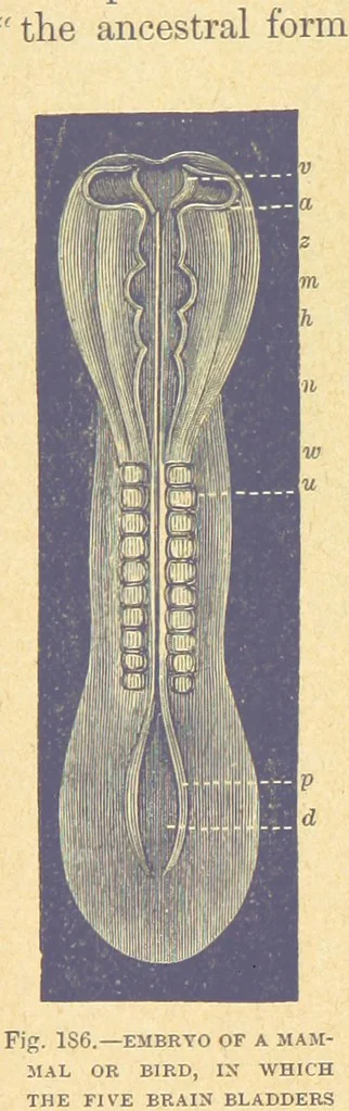 An illustration from Our Earth and its Story: a popular treatise on physical geography. Edited by R. Brown. With ... coloured plates and maps, etc, 1899, leaf 212
