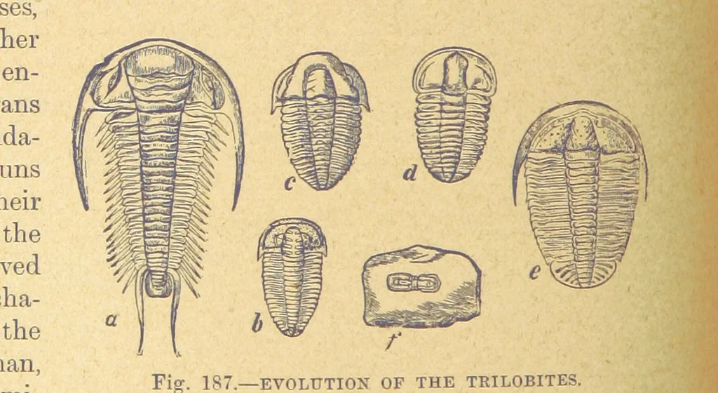 An illustration from Our Earth and its Story: a popular treatise on physical geography. Edited by R. Brown. With ... coloured plates and maps, etc, 1899, leaf 212