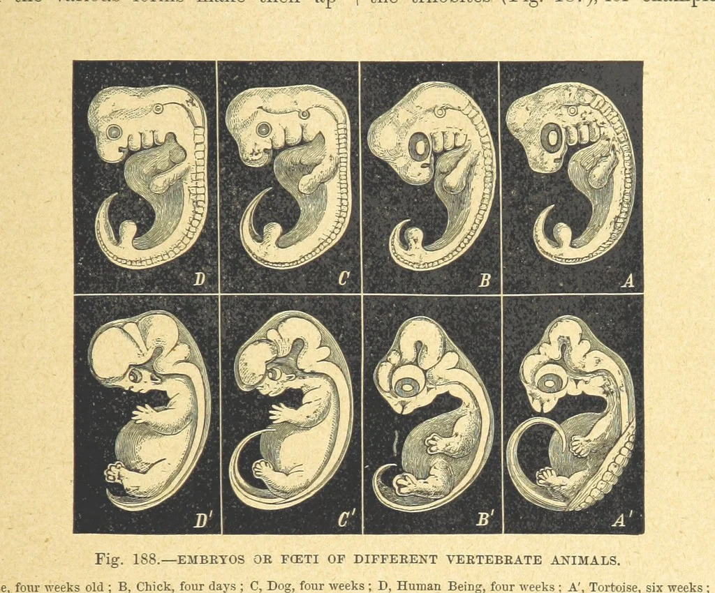 An illustration from Our Earth and its Story: a popular treatise on physical geography. Edited by R. Brown. With ... coloured plates and maps, etc, 1899, leaf 213