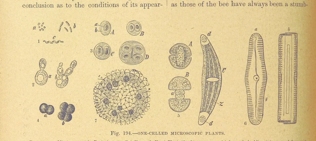 An illustration from Our Earth and its Story: a popular treatise on physical geography. Edited by R. Brown. With ... coloured plates and maps, etc, 1899, leaf 218