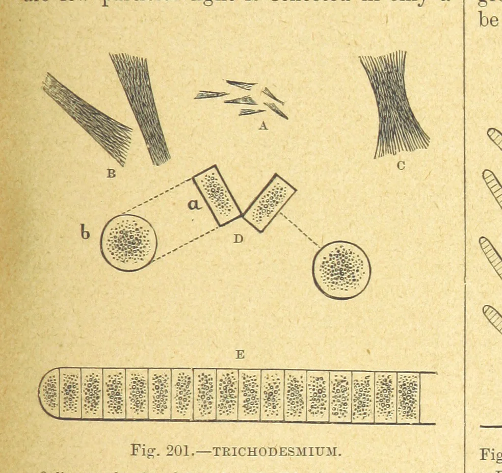 An illustration from Our Earth and its Story: a popular treatise on physical geography. Edited by R. Brown. With ... coloured plates and maps, etc, 1899, leaf 227