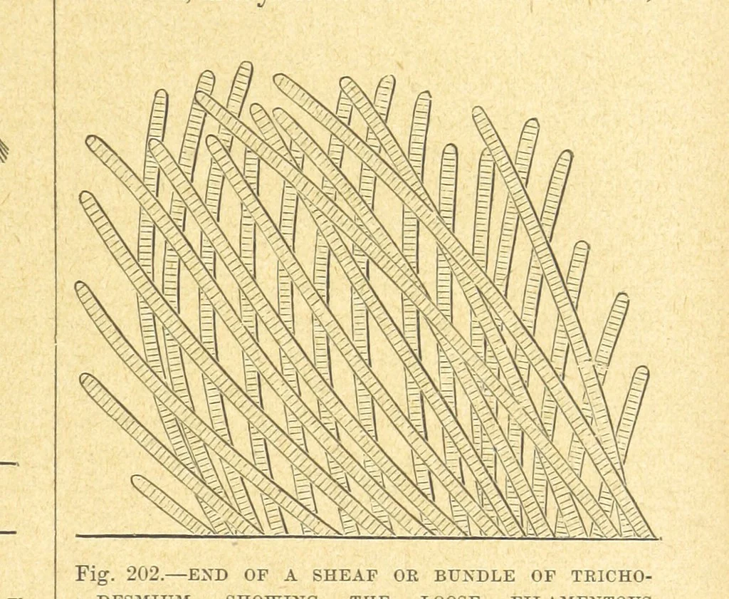 An illustration from Our Earth and its Story: a popular treatise on physical geography. Edited by R. Brown. With ... coloured plates and maps, etc, 1899, leaf 227