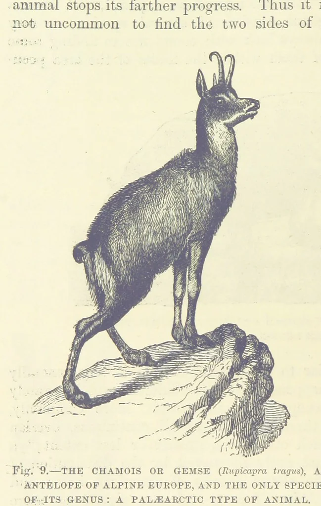 An illustration from Our Earth and its Story: a popular treatise on physical geography. Edited by R. Brown. With ... coloured plates and maps, etc, 1899, leaf 24