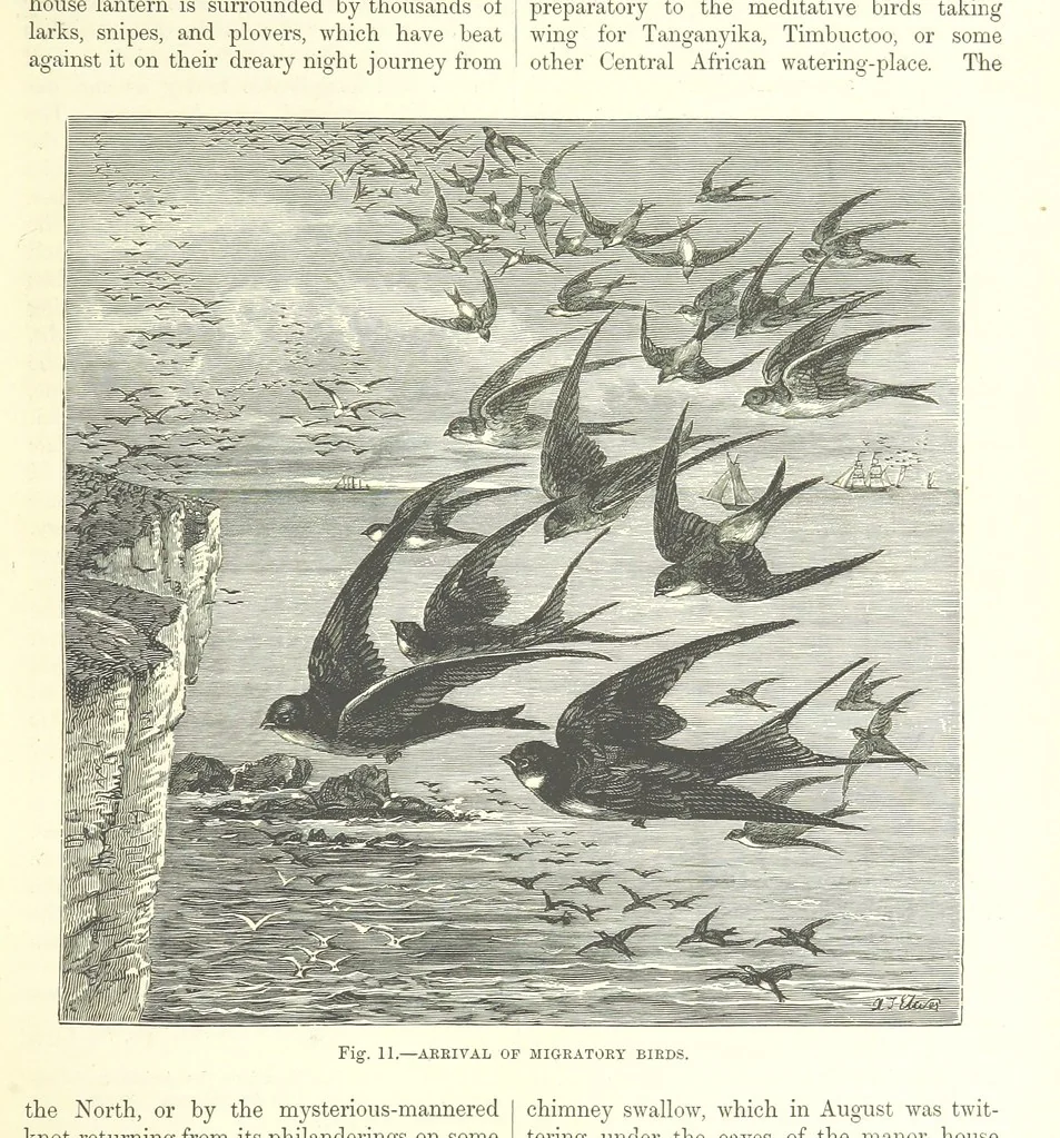 An illustration from Our Earth and its Story: a popular treatise on physical geography. Edited by R. Brown. With ... coloured plates and maps, etc, 1899, leaf 29