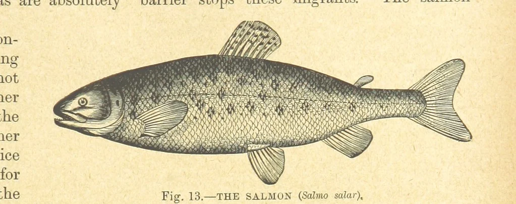 An illustration from Our Earth and its Story: a popular treatise on physical geography. Edited by R. Brown. With ... coloured plates and maps, etc, 1899, leaf 33