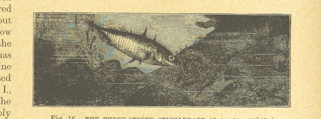 An illustration from Our Earth and its Story: a popular treatise on physical geography. Edited by R. Brown. With ... coloured plates and maps, etc, 1899, leaf 35