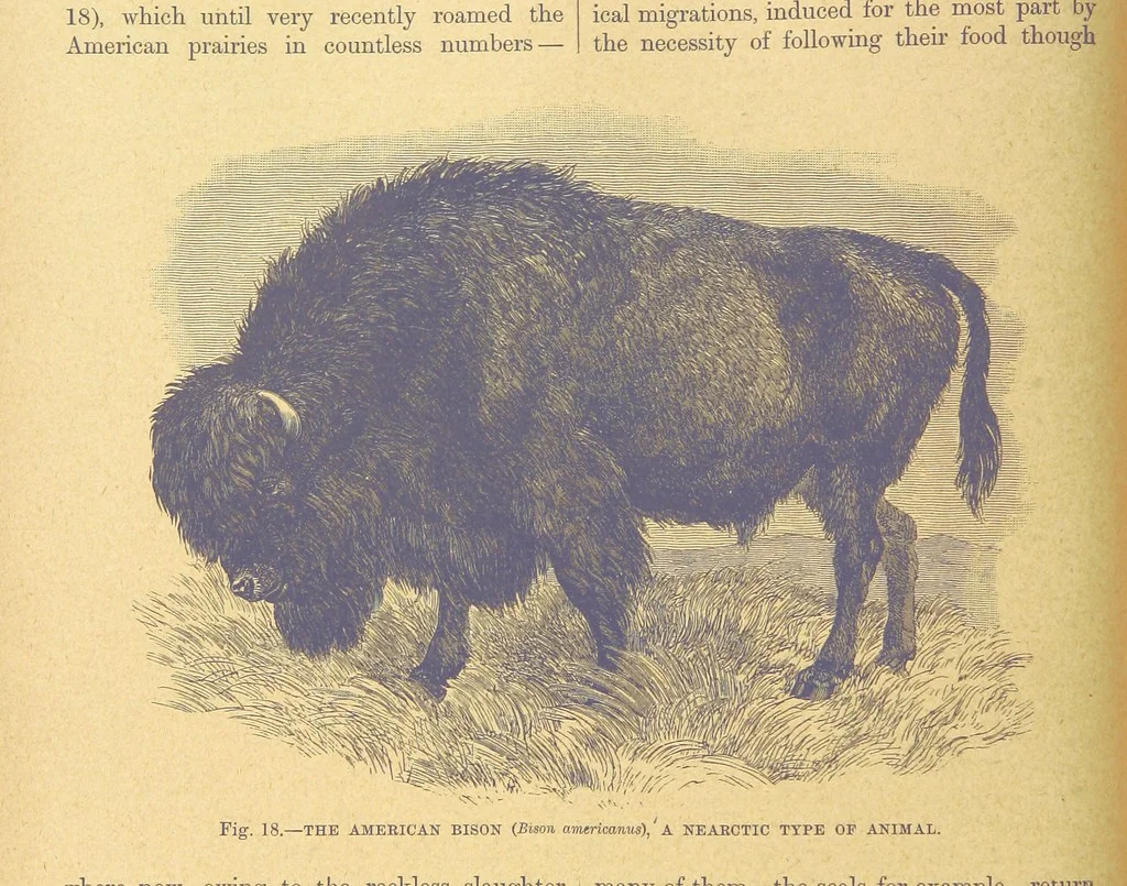 An illustration from Our Earth and its Story: a popular treatise on physical geography. Edited by R. Brown. With ... coloured plates and maps, etc, 1899, leaf 38