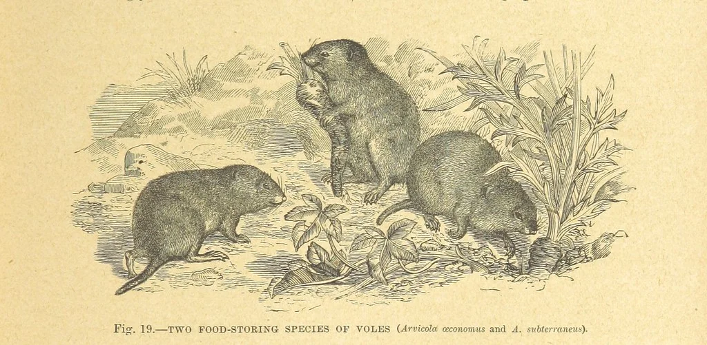 An illustration from Our Earth and its Story: a popular treatise on physical geography. Edited by R. Brown. With ... coloured plates and maps, etc, 1899, leaf 41