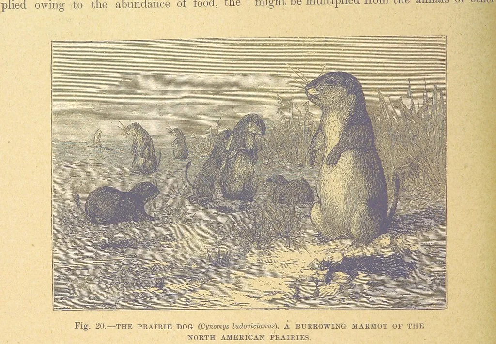 An illustration from Our Earth and its Story: a popular treatise on physical geography. Edited by R. Brown. With ... coloured plates and maps, etc, 1899, leaf 44