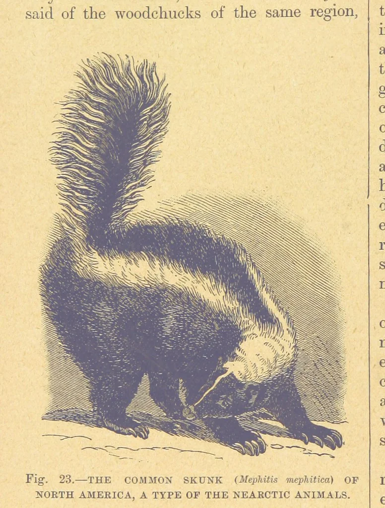 An illustration from Our Earth and its Story: a popular treatise on physical geography. Edited by R. Brown. With ... coloured plates and maps, etc, 1899, leaf 48