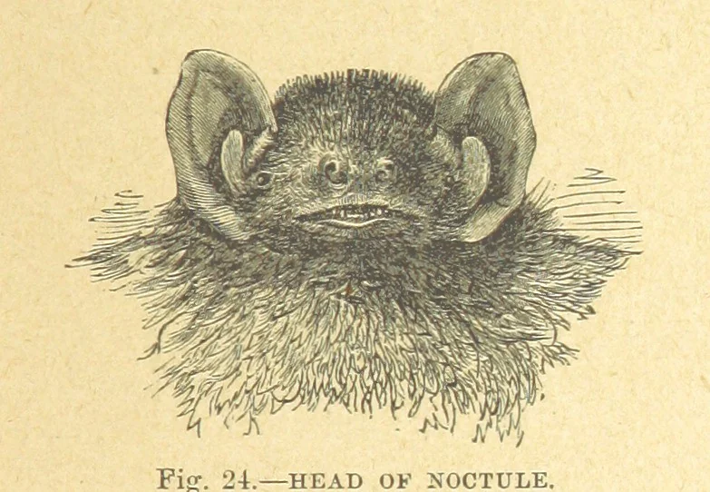 An illustration from Our Earth and its Story: a popular treatise on physical geography. Edited by R. Brown. With ... coloured plates and maps, etc, 1899, leaf 49