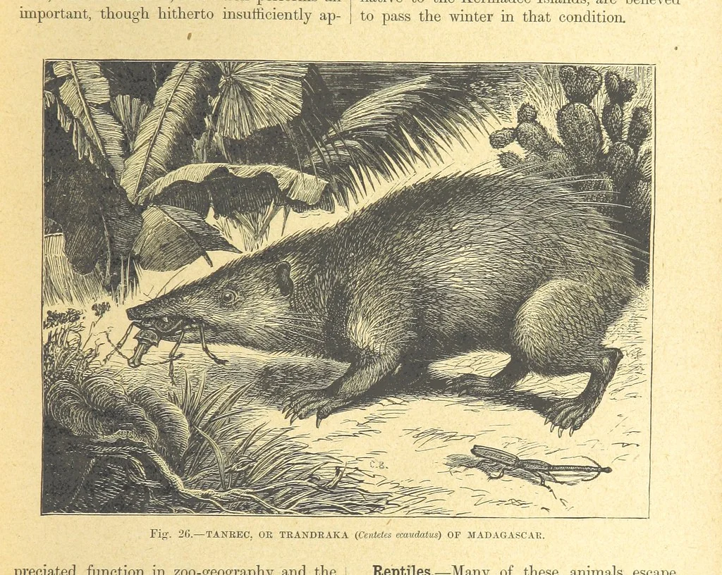 An illustration from Our Earth and its Story: a popular treatise on physical geography. Edited by R. Brown. With ... coloured plates and maps, etc, 1899, leaf 53