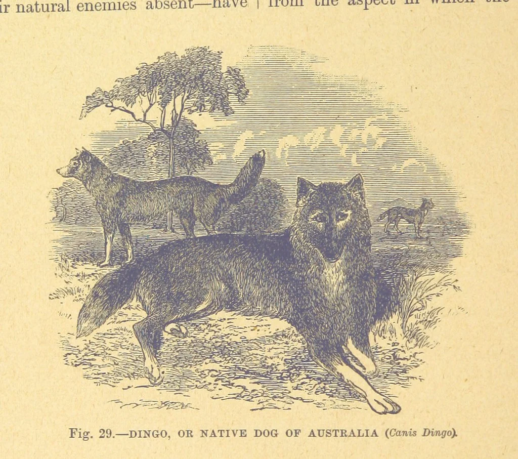 An illustration from Our Earth and its Story: a popular treatise on physical geography. Edited by R. Brown. With ... coloured plates and maps, etc, 1899, leaf 58
