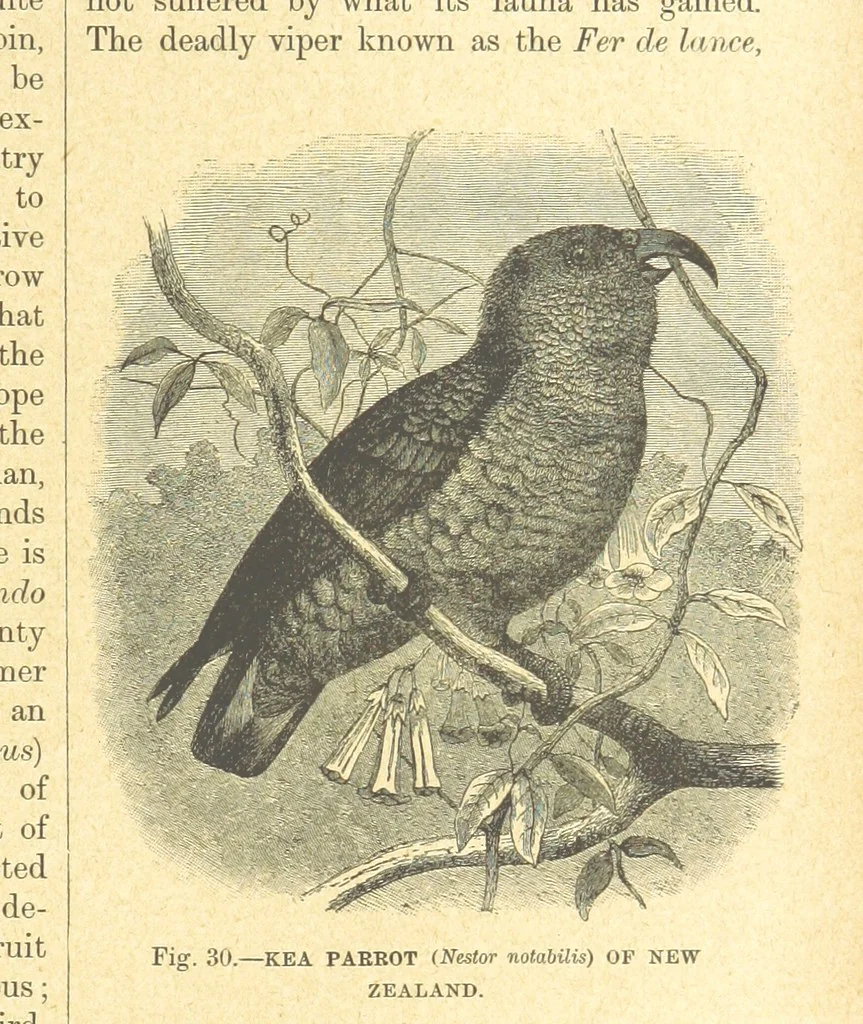 An illustration from Our Earth and its Story: a popular treatise on physical geography. Edited by R. Brown. With ... coloured plates and maps, etc, 1899, leaf 61