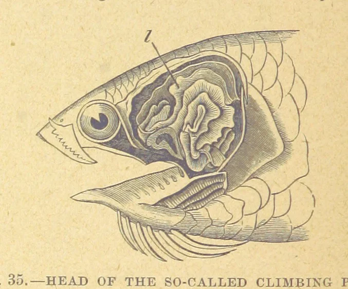An illustration from Our Earth and its Story: a popular treatise on physical geography. Edited by R. Brown. With ... coloured plates and maps, etc, 1899, leaf 70