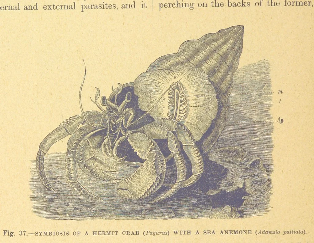 An illustration from Our Earth and its Story: a popular treatise on physical geography. Edited by R. Brown. With ... coloured plates and maps, etc, 1899, leaf 72