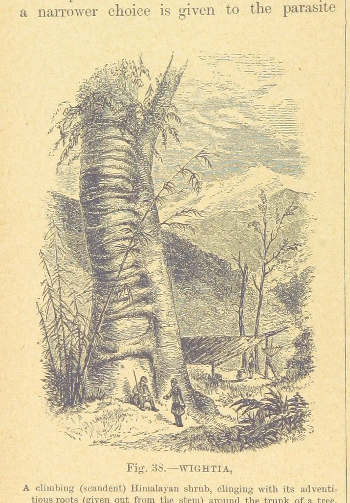An illustration from Our Earth and its Story: a popular treatise on physical geography. Edited by R. Brown. With ... coloured plates and maps, etc, 1899, leaf 74