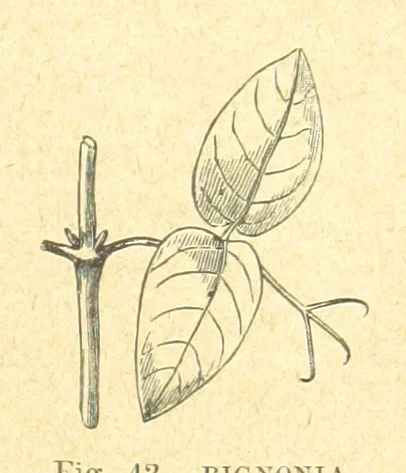 An illustration from Our Earth and its Story: a popular treatise on physical geography. Edited by R. Brown. With ... coloured plates and maps, etc, 1899, leaf 75