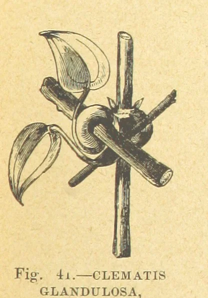 An illustration from Our Earth and its Story: a popular treatise on physical geography. Edited by R. Brown. With ... coloured plates and maps, etc, 1899, leaf 75