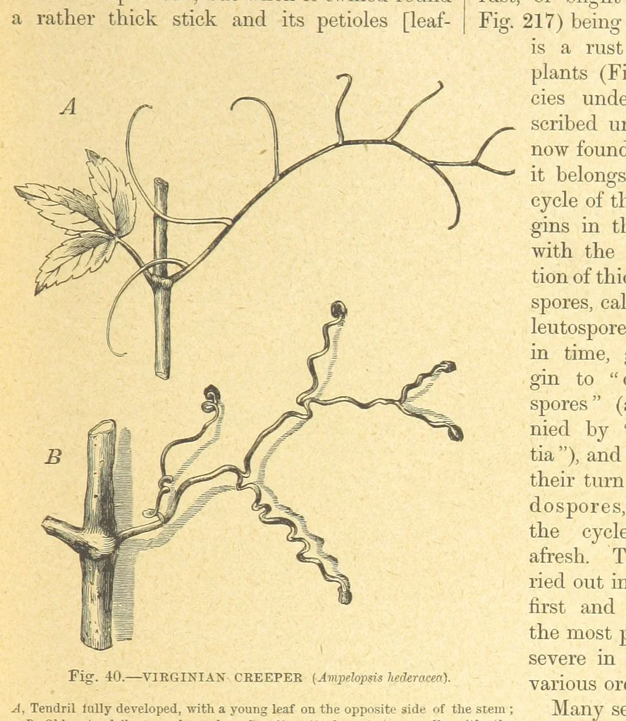 An illustration from Our Earth and its Story: a popular treatise on physical geography. Edited by R. Brown. With ... coloured plates and maps, etc, 1899, leaf 75