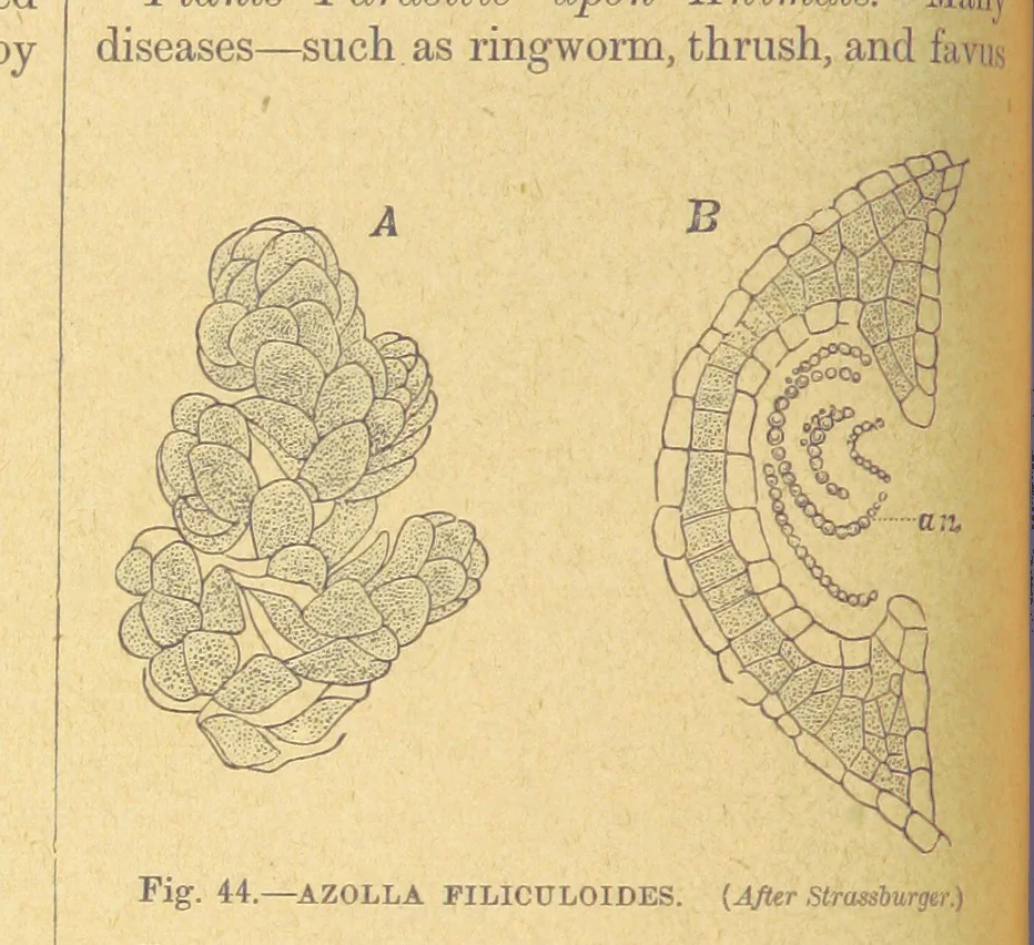 An illustration from Our Earth and its Story: a popular treatise on physical geography. Edited by R. Brown. With ... coloured plates and maps, etc, 1899, leaf 76