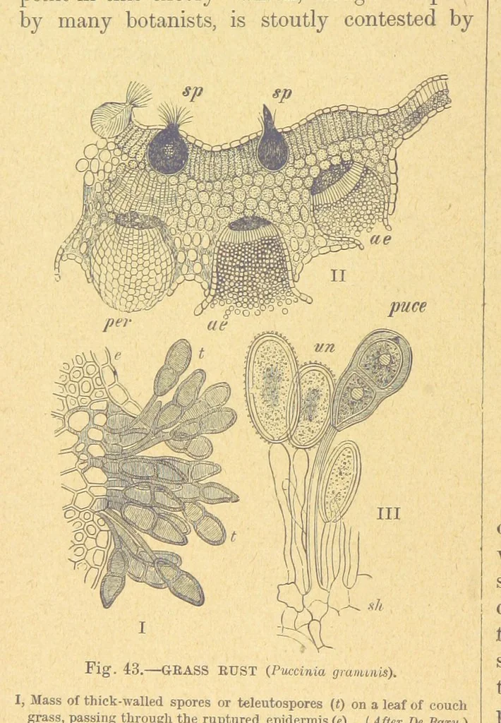 An illustration from Our Earth and its Story: a popular treatise on physical geography. Edited by R. Brown. With ... coloured plates and maps, etc, 1899, leaf 76