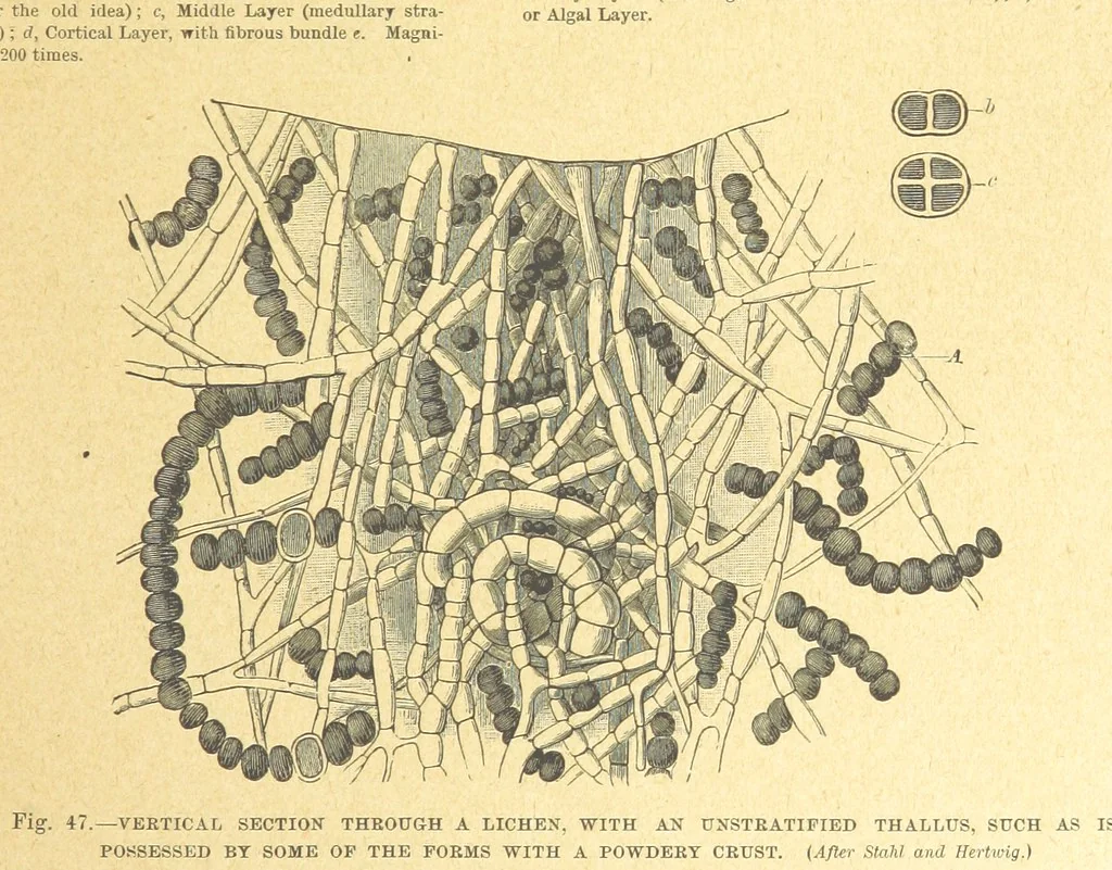 An illustration from Our Earth and its Story: a popular treatise on physical geography. Edited by R. Brown. With ... coloured plates and maps, etc, 1899, leaf 77