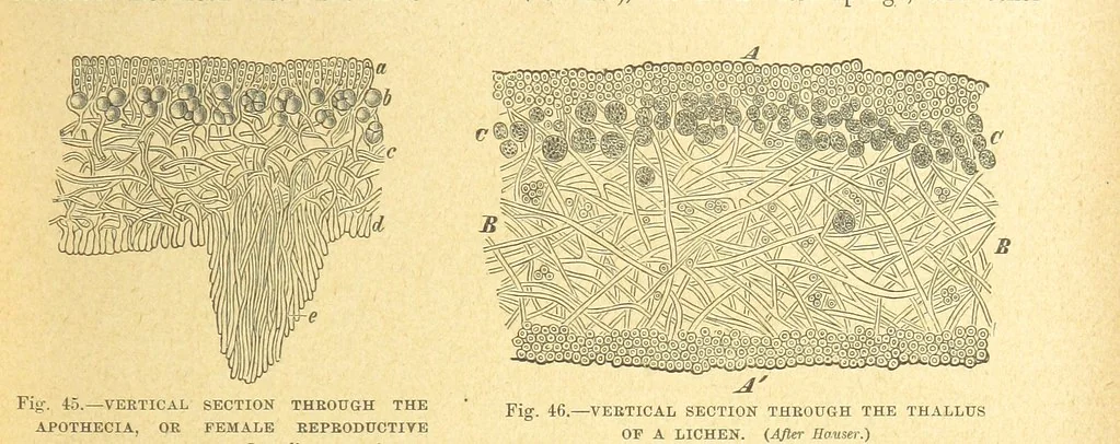 An illustration from Our Earth and its Story: a popular treatise on physical geography. Edited by R. Brown. With ... coloured plates and maps, etc, 1899, leaf 77