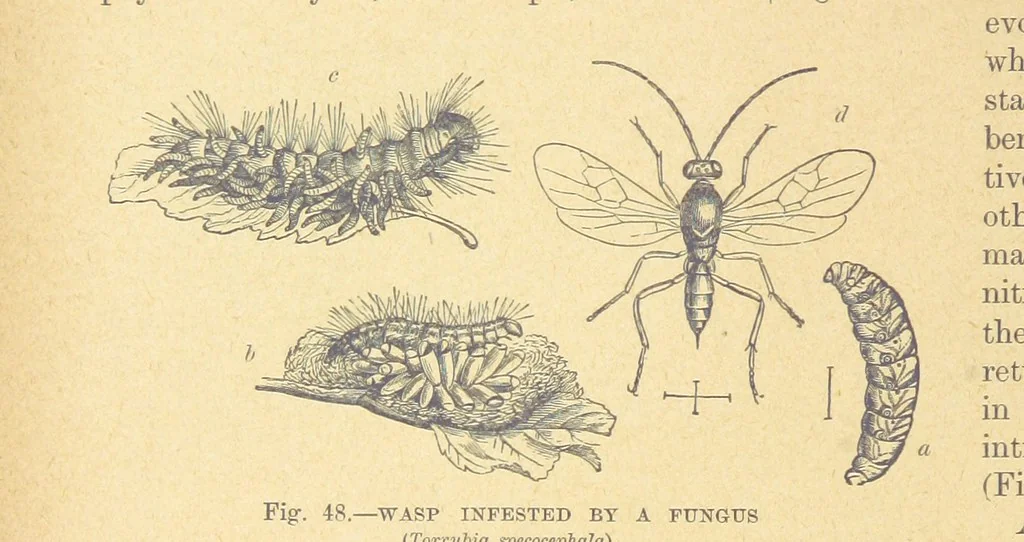 An illustration from Our Earth and its Story: a popular treatise on physical geography. Edited by R. Brown. With ... coloured plates and maps, etc, 1899, leaf 78