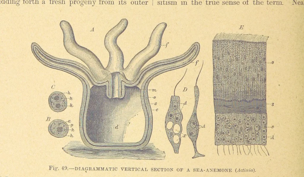 An illustration from Our Earth and its Story: a popular treatise on physical geography. Edited by R. Brown. With ... coloured plates and maps, etc, 1899, leaf 78