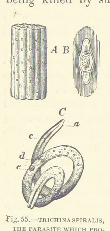 An illustration from Our Earth and its Story: a popular treatise on physical geography. Edited by R. Brown. With ... coloured plates and maps, etc, 1899, leaf 82