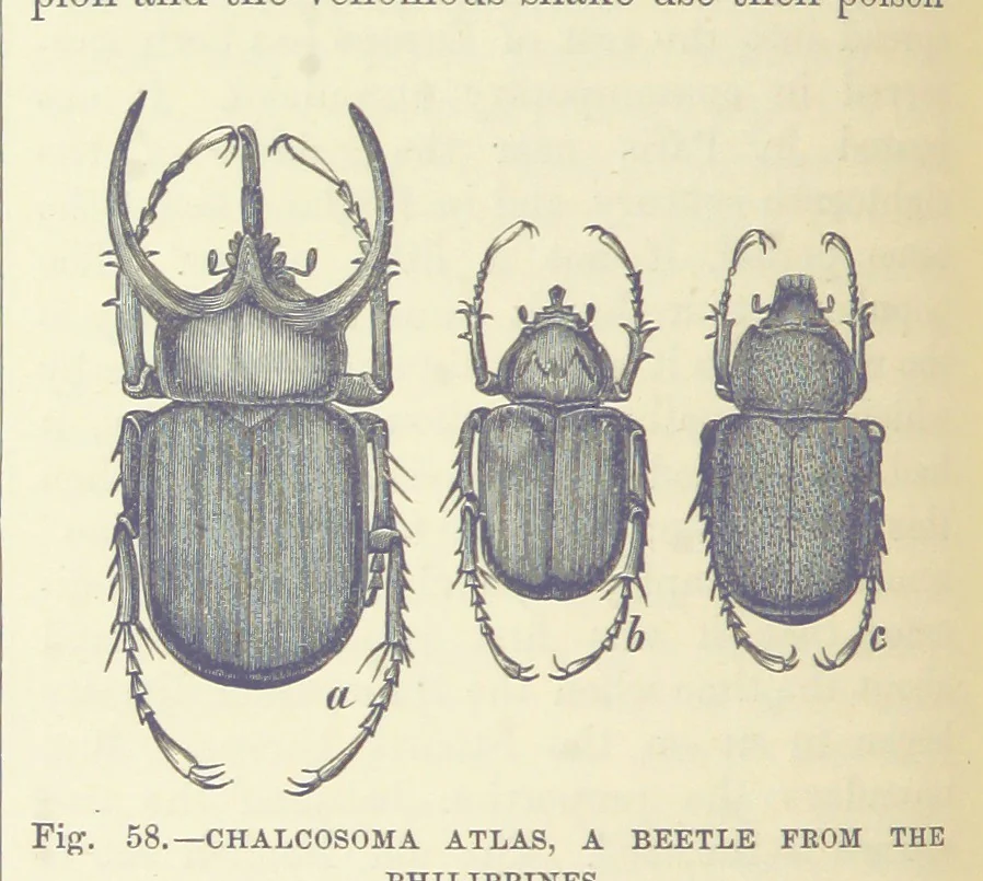 An illustration from Our Earth and its Story: a popular treatise on physical geography. Edited by R. Brown. With ... coloured plates and maps, etc, 1899, leaf 88