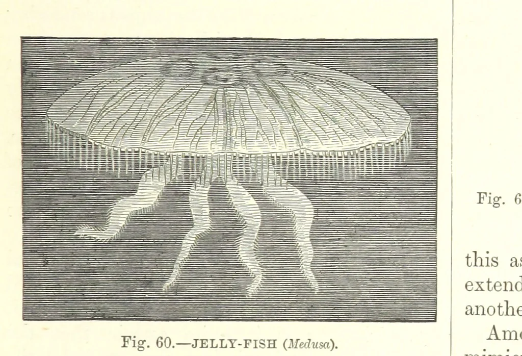 An illustration from Our Earth and its Story: a popular treatise on physical geography. Edited by R. Brown. With ... coloured plates and maps, etc, 1899, leaf 93