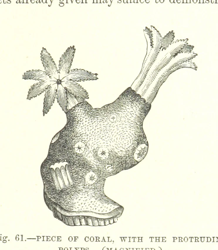 An illustration from Our Earth and its Story: a popular treatise on physical geography. Edited by R. Brown. With ... coloured plates and maps, etc, 1899, leaf 93