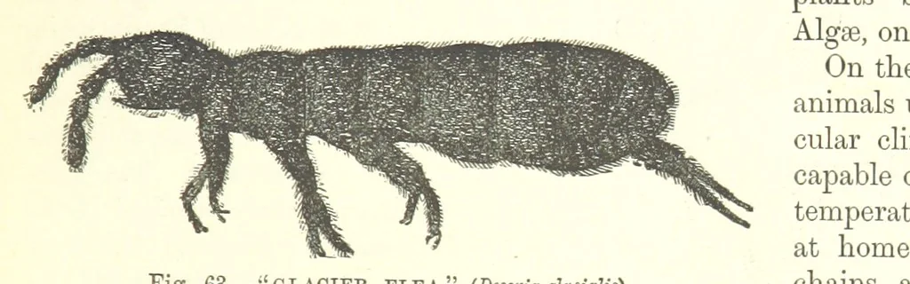 An illustration from Our Earth and its Story: a popular treatise on physical geography. Edited by R. Brown. With ... coloured plates and maps, etc, 1899, leaf 97