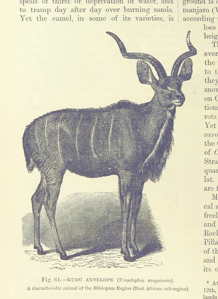 An illustration from Our Earth and its Story: a popular treatise on physical geography. Edited by R. Brown. With ... coloured plates and maps, etc, 1899, leaf 98