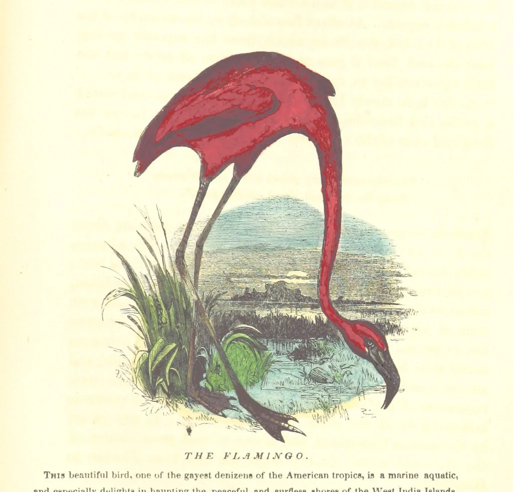 An illustration from The Discoverers, Pioneers, and Settlers of North and South America, from the earliest period, 982, to the present time ... With numerous ... illustrations, etc, 1853, leaf 71